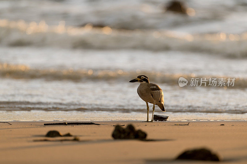 海鸟:成年海滩粗膝鹬(Esacus magnirostris)，又名海滩石鸻。